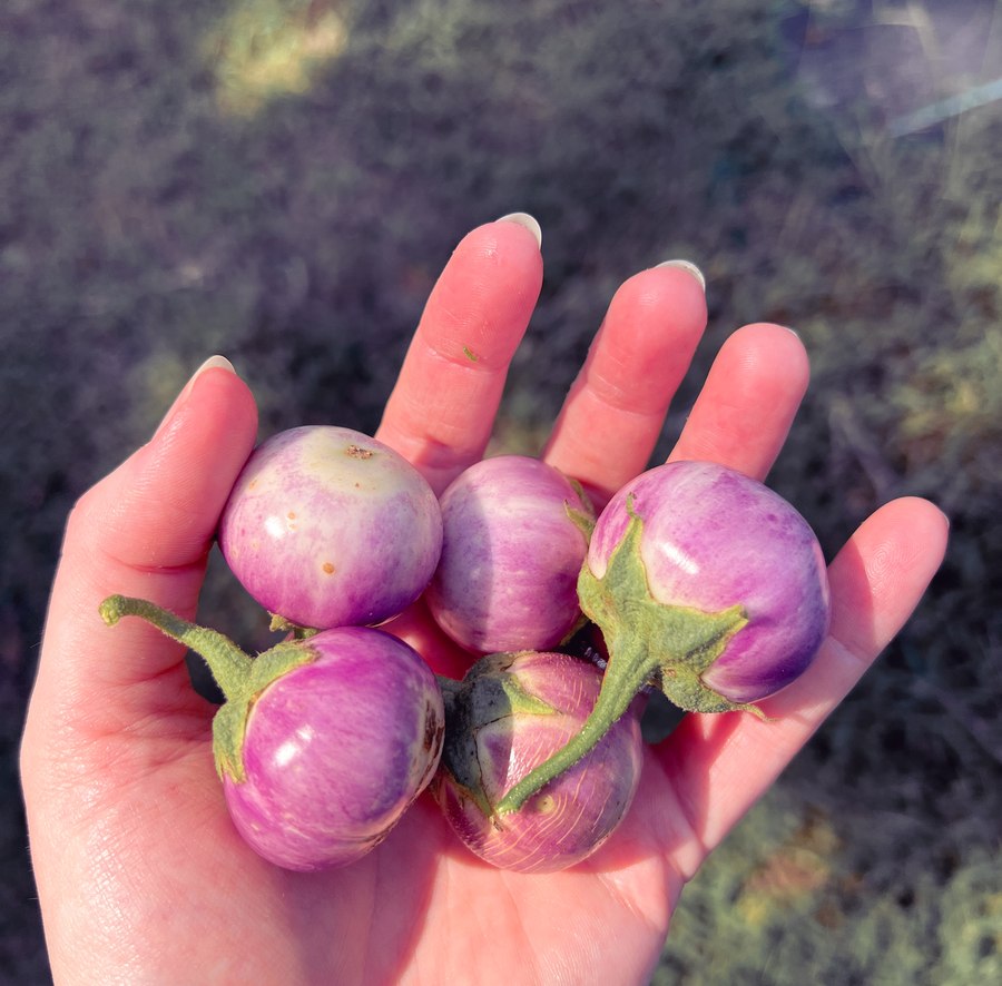 Bek's hand holding tiny purple garden eggplants